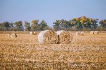 Fototapeta premium Hay bail harvesting in wonderful autumn farmers field landscape with hay stacks