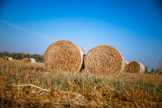 Hay bail harvesting in wonderful autumn farmers field landscape with hay stacks