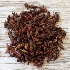 Grasshoppers ready to eat.