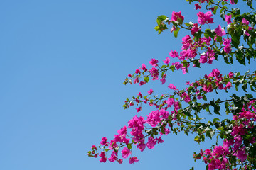 Obraz na płótnie Canvas Bright pink bougainvillea flowers on vines