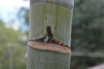 natural green palm tree young fruit