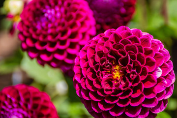 Beautiful violet dahlia flowers in the garden closeup