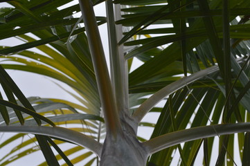 natural green palm tree young fruit