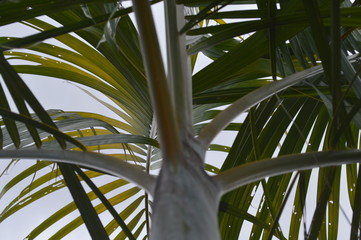 natural green palm tree young fruit