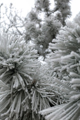 White frost on the needles of a pine tree