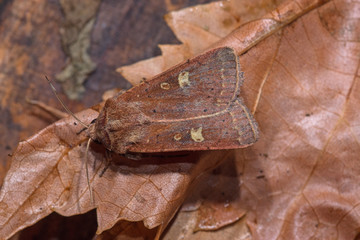 08.09.2019 DE, NRW, Leverkusen Braune Spätsommer-Bodeneule Xestia xanthographa ([DENIS & SCHIFFERMÜLLER], 1775)