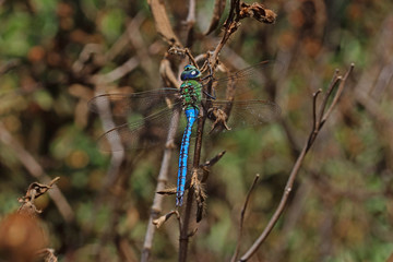 02.08.2019 ES, Kanarische Inseln , La Palma Große Königslibelle Anax imperator