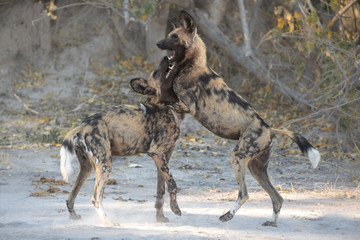 A pack of playful wild dogs playing in celebration after a successful hunt. Moremi Game Reserve, Okavango Delta, Botswana.