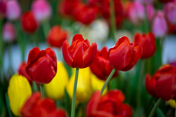 red tulip , group of fresh tulips flower