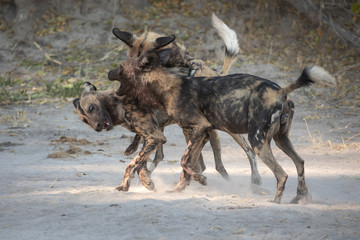 A pack of playful wild dogs playing in celebration after a successful hunt. Moremi Game Reserve, Okavango Delta, Botswana.
