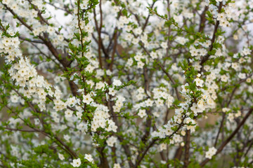 Spring blossom background. Beautiful nature scene with blooming tree.