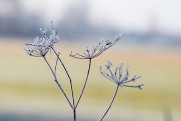 Eisblüte