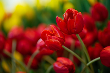 red tulip , group of fresh tulips flower