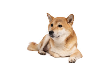 Female Shiba Inu dog lying down isolated on a white background with copy space