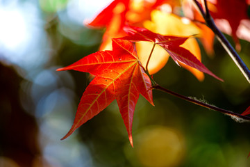 Beautiful red maple leaf of the tree ,Maple leaves in the Autumn colors