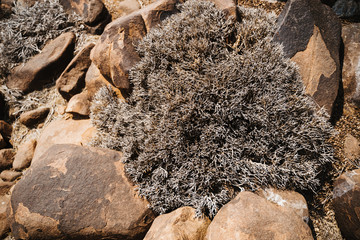 driep up plants, drought tree in desert landscape