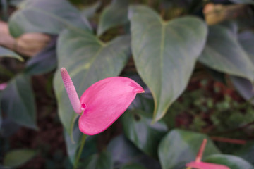 Anthurium plant in the garden