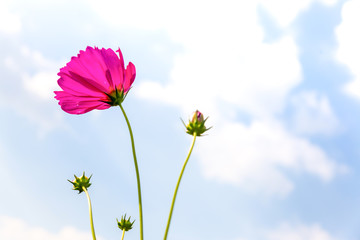 Pink Cosmos flowers beautiful in Green garden ,Beautiful flower