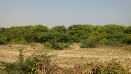 tree in field