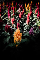 Flowers in the design of natural dark tones.