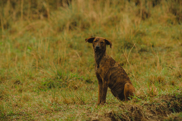 perro en campo