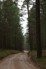 pine forest and empty road