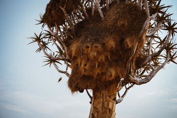 photo of Quiver Tree with large Social Weaver bird's nest