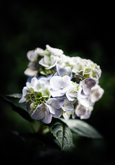 Fototapeta na wymiar Flowers in the design of natural dark tones.