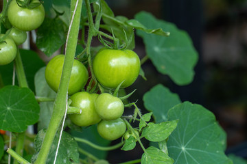 Fresh organic cherry tomatoes on tree in the garden