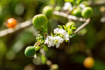 Close up of Write Plum flower blooming in spring. selective focus