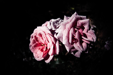 Rose flowers in the design of natural dark tones. The image is the art