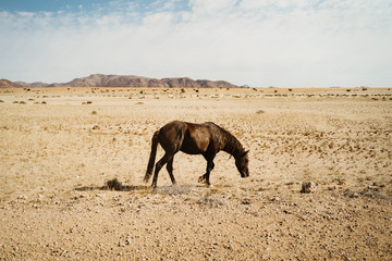 lonely wild horses in the mesmering colorful Namib Desert
