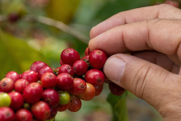 Coffee farmer picking ripe cherry beans for harvesting