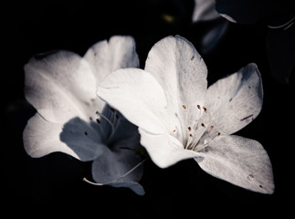 Fototapeta na wymiar Flowers in the design of natural dark tones.