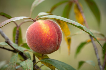 Fresh organic peaches on the tree in garden