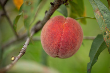 Fresh organic peaches on the tree in garden