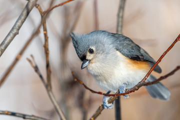 Tufted titmouse perched on a branch