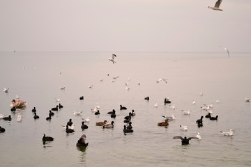 Flock of gulls, ducks, swans and doves on a cloudy day on the black sea coast 