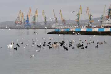 Fototapeta na wymiar Flock of gulls, ducks, swans and doves on a cloudy day on the black sea coast 