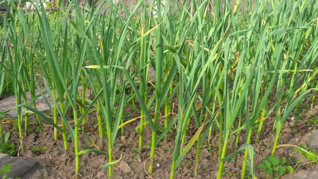 Farming and agriculture, young garlic grow in the garden. Green sprouts of young garlic sprout