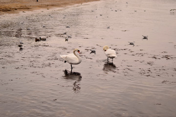 Flock of gulls, ducks, swans and doves on a cloudy day on the black sea coast 