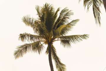 Naklejka na ściany i meble Coconut palm trees on the beach ,summer concept background, travel concept