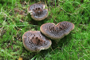 Sarcodon imbricatus, known as the shingled hedgehog, scaly hedgehog or  Scaly Tooth, tooth fungi from Finland