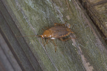 13.08.2019 DE, NRW, Leverkusen Bernstein-Waldschabe Ectobius vittiventris