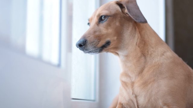 Portrait cute dachshund dog beautiful look out the window. Dachshund.