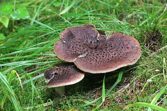 Sarcodon imbricatus, known as the shingled hedgehog, scaly hedgehog or  Scaly Tooth, a  tooth fungus from Finland