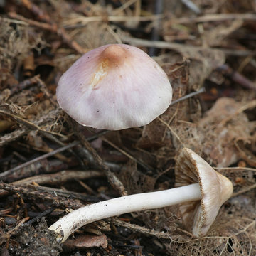 Inocybe lilacina (Inocybe geophylla var. lilacina), kinown as Lilac Fibrecap, wild mushrooms from Finland