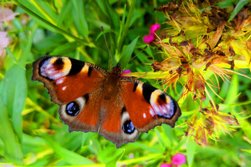 Beautiful multi-colored butterfly on the leaves in the garden.