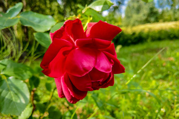 Detail of red roses in the garden.