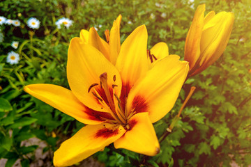 Obraz premium Macro photo nature blooming flower Lilium. Background texture blooming yellow flowers lily.